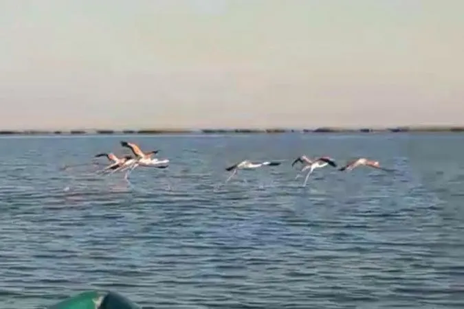 pervye rozovye flamingo prileteli v atyrauskuyu oblast baigenews