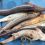 «Бекіре-2022»: изъято более 500 килограммов рыбы осетровых видов