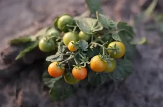 tomatoes s