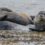 От чего гибнут каспийские тюлени?