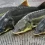 ОПМ «Бекіре – 2023»: изъято более 2 тонны рыб