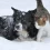 Кошки и собаки: как помочь домашним питомцам подготовиться к зиме