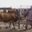 4 тысячи голов скота перегнали в безопасные места в Махамбете