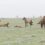 Почти 7 тысяч голов домашнего скота перегонят в безопасные места в Индере