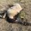 В Атырауской области от укуса каракурта погибло уже 63 верблюда