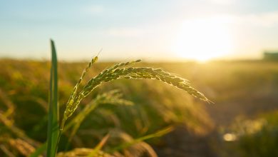 detail rice plant sunset valencia with plantation out focus rice grains plant seed