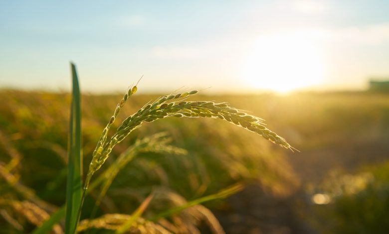 detail rice plant sunset valencia with plantation out focus rice grains plant seed