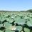Сегодня проходит “LOTUS FEST – 2025”