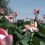 Международный фестиваль «LOTUS FEST — 2025»