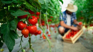 tomato1