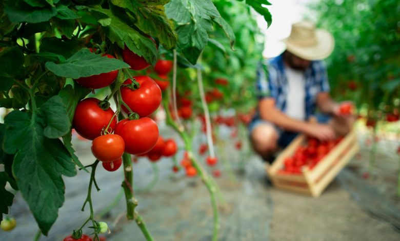 tomato1
